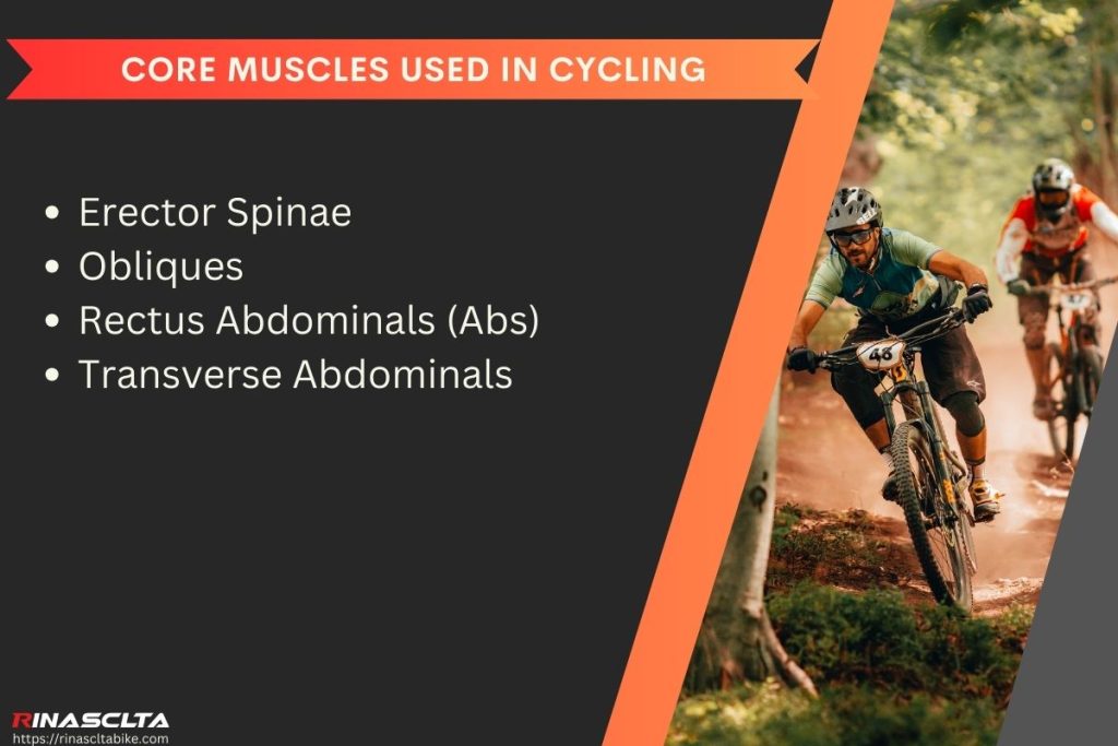 Core muscles used in cycling