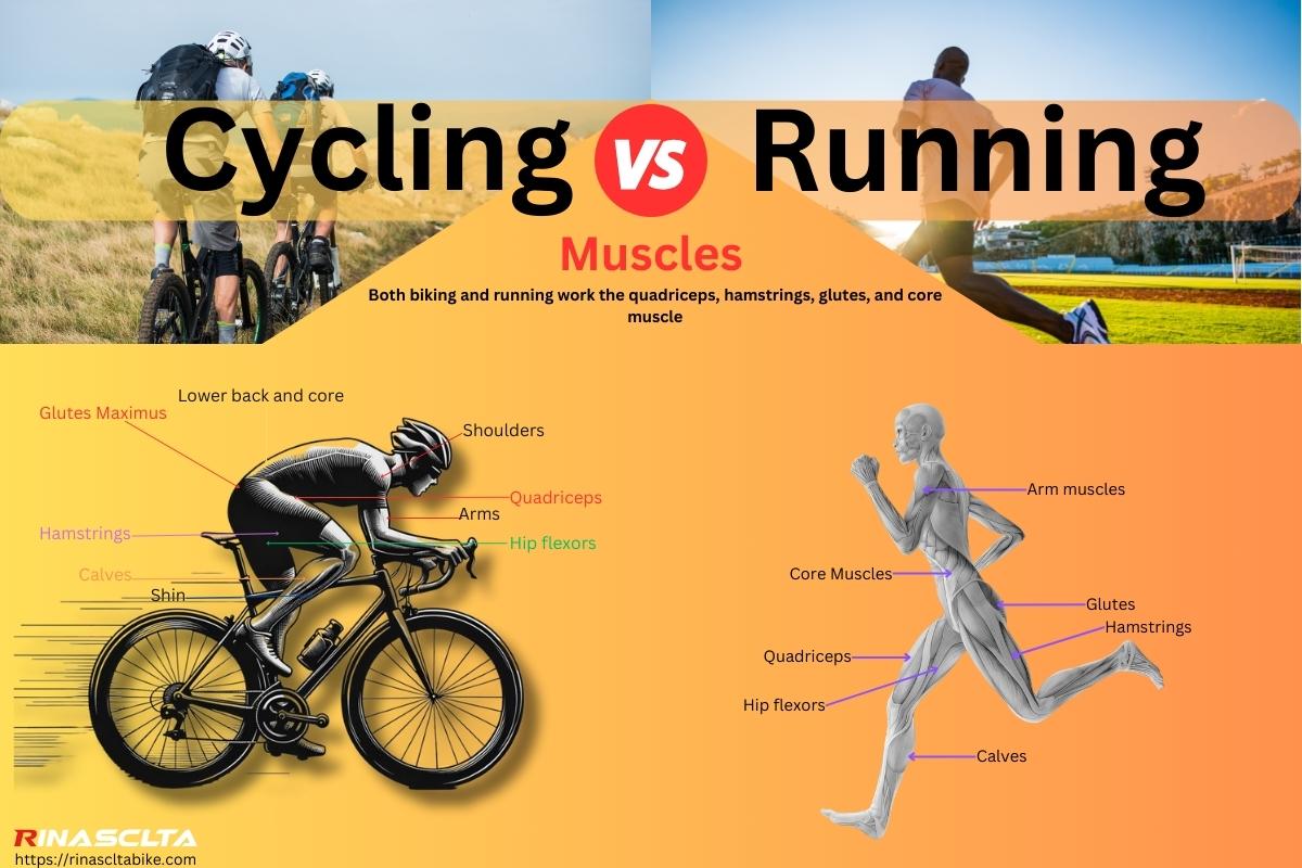Cycling vs running muscles