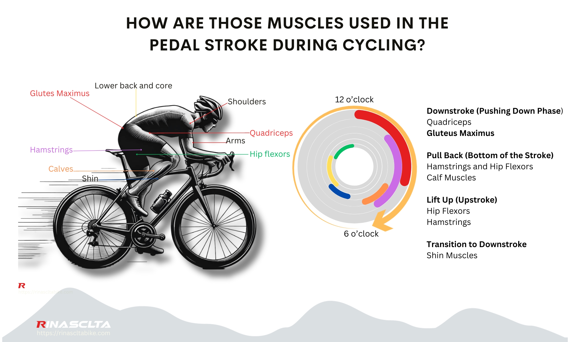 Muscle used in cycling diagram