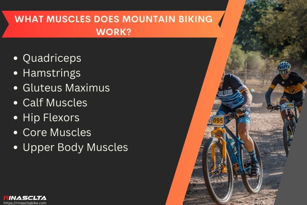 What muscles does mountain biking work