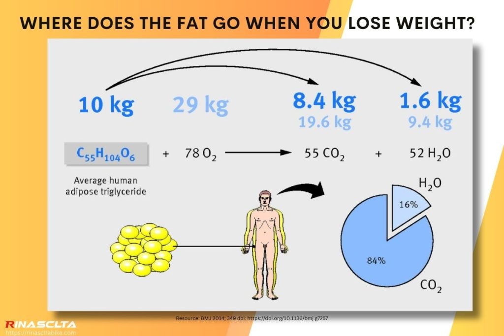 Where does the fat go when you lose weight