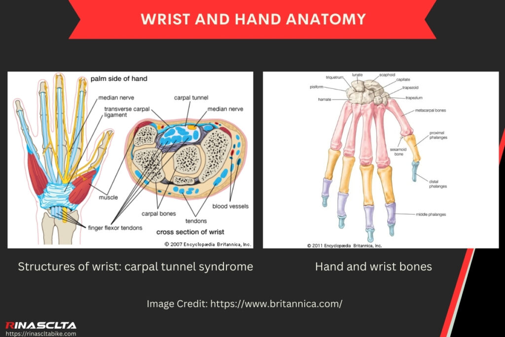 Wrist and hand anatomy