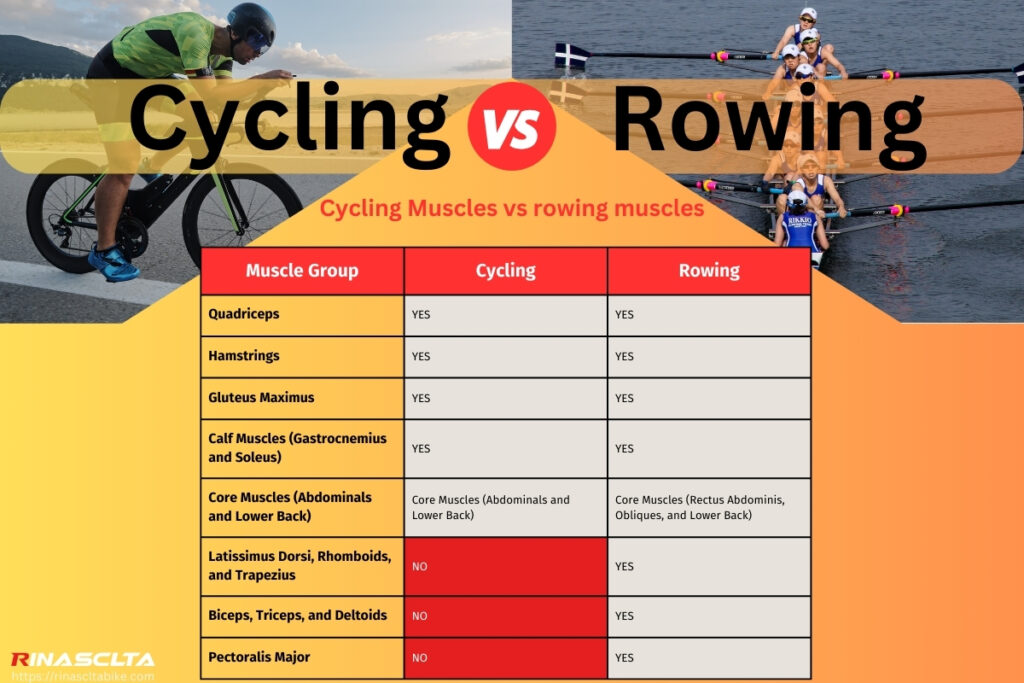 Cycling Muscles vs rowing muscles