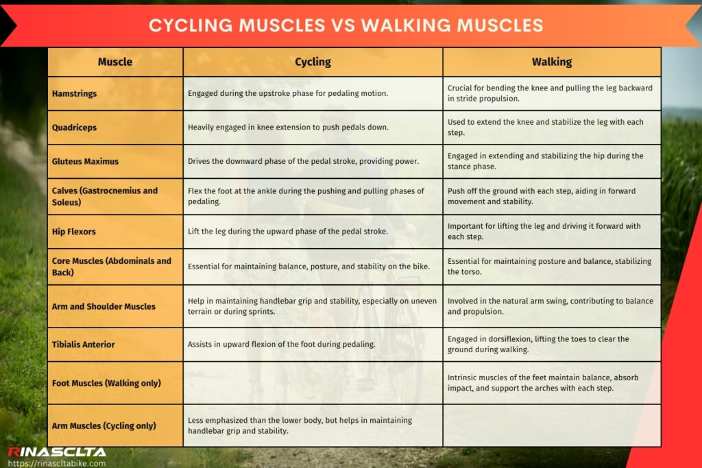 Cycling muscles vs walking muscles