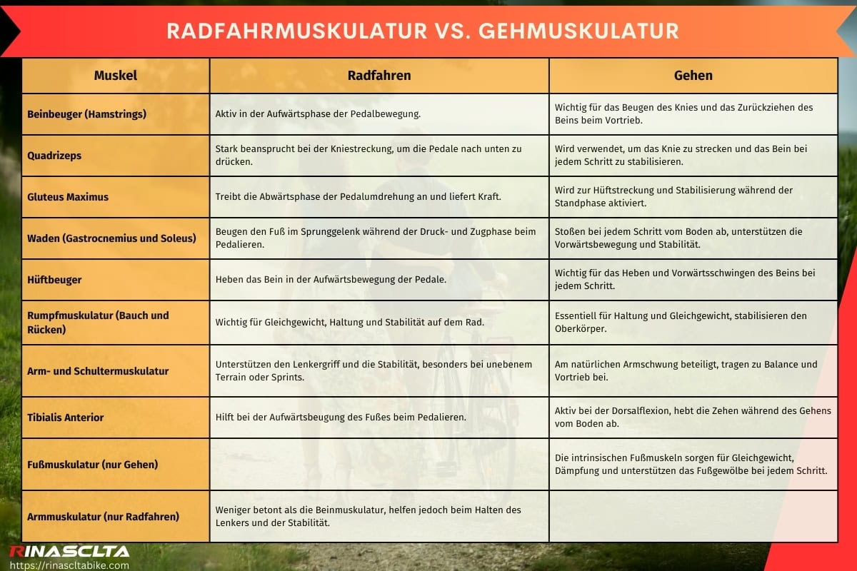 Radfahrmuskulatur vs. Gehmuskulatur
