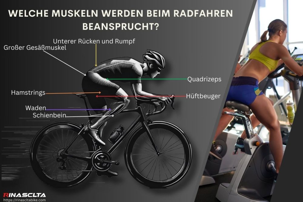 Welche Muskeln werden beim Radfahren beansprucht: bei verschiedenen