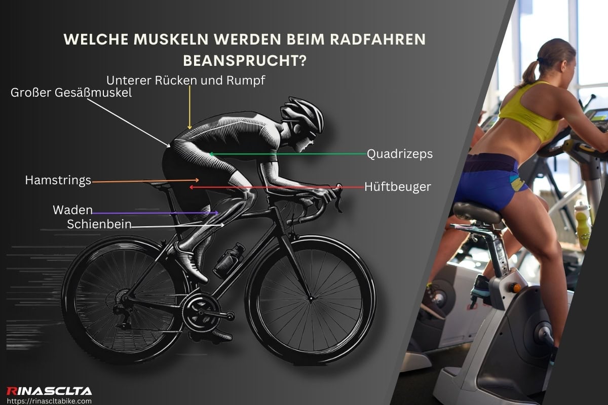 20 Gesundheitsvorteile des Radfahrens: Physisch, Psychologisch und Umweltfreundlich Welche Muskeln werden beim Radfahren beansprucht